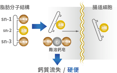 一般配方的脂肪分子結構 sn-1/3 位置棕櫚酸吸收較差。