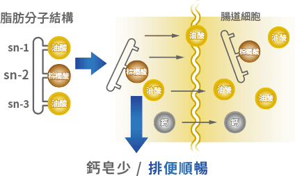 惠氏 illuma 啟賦 3富含獨特脂肪分子結構 sn-2 PA,實證研究能幫助寶寶排便順暢、營養吸收、骨骼發展!